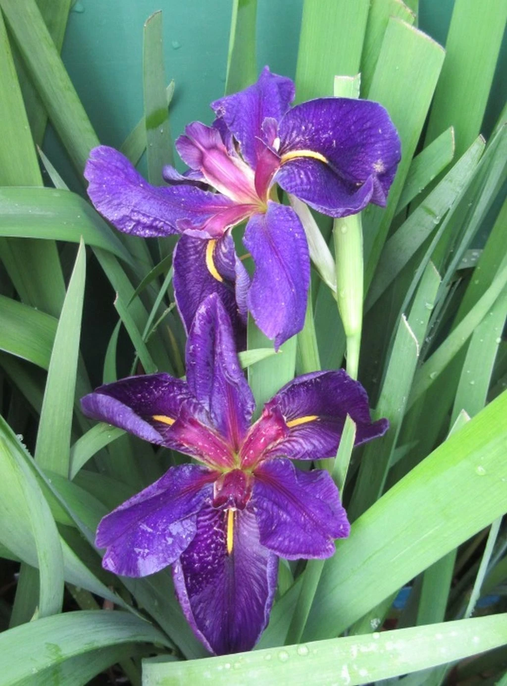 Schwarz-violette Sumpfschwertlilie "Black Gamecock" / Iris Louisiana "Black Gamecock" Im 9 Cm Topf 3 Schwarz-violette Sumpfschwertlilie "Black Gamecock" / Iris Louisiana "Black Gamecock" Im 9 Cm Topf