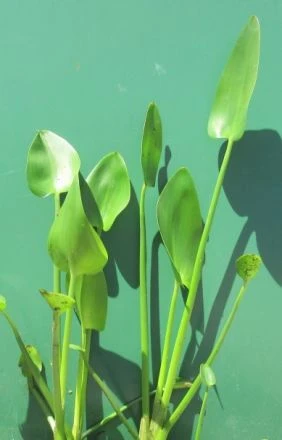 Herzblättriges Hechtkraut / Pontederia Cordata Im 9x9 Cm Topf 3 Herzblättriges Hechtkraut / Pontederia Cordata Im 9x9 Cm Topf