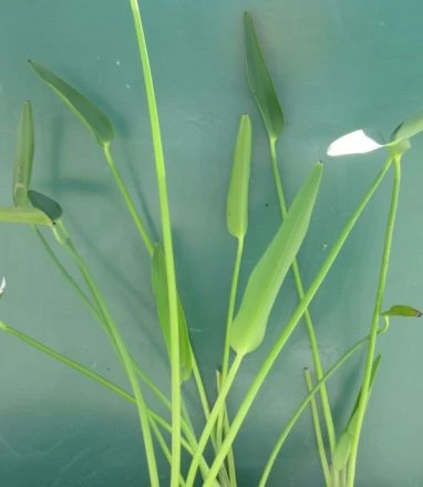 Riesenhechtkraut / Pontederia Lanceolata Im 9x9 Cm Topf 3 Riesenhechtkraut / Pontederia Lanceolata Im 9x9 Cm Topf