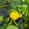 Einheimische Gelbe Teichrose / Nuphar Lutea (luteum) Im 11x11 Cm Topf -Pflanzen Serien Rabatt GT1246aa 1 1