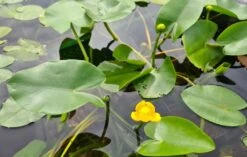 Einheimische Gelbe Teichrose / Nuphar Lutea (luteum) Im 11x11 Cm Topf -Pflanzen Serien Rabatt GT1246aa 1 2