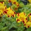 Gefleckte Gauklerblume / Mimulus Lut. Grandiflora Im 9x9 Cm Topf 2 Gefleckte Gauklerblume / Mimulus Lut. Grandiflora Im 9x9 Cm Topf -Pflanzen Serien Rabatt GT181038BA 1 1