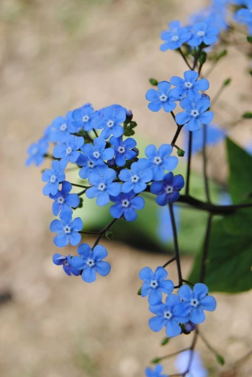 Sumpfvergißmeinnicht "Bill Baker Blue" / Myosotis 'Bill Baker Blue' Im 9x9 Cm Topf 3 Sumpfvergißmeinnicht "Bill Baker Blue" / Myosotis 'Bill Baker Blue' Im 9x9 Cm Topf