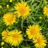 Weiden-Alant / Inula Salicina Im 9x9 Cm Topf -Pflanzen Serien Rabatt GT182037ba 1 1
