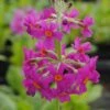 Etagen-Schlüsselblume / Primula Japonica Im 9x9 Cm Topf 1 Etagen-Schlüsselblume / Primula Japonica Im 9x9 Cm Topf -Pflanzen Serien Rabatt GT182046BA 1 1