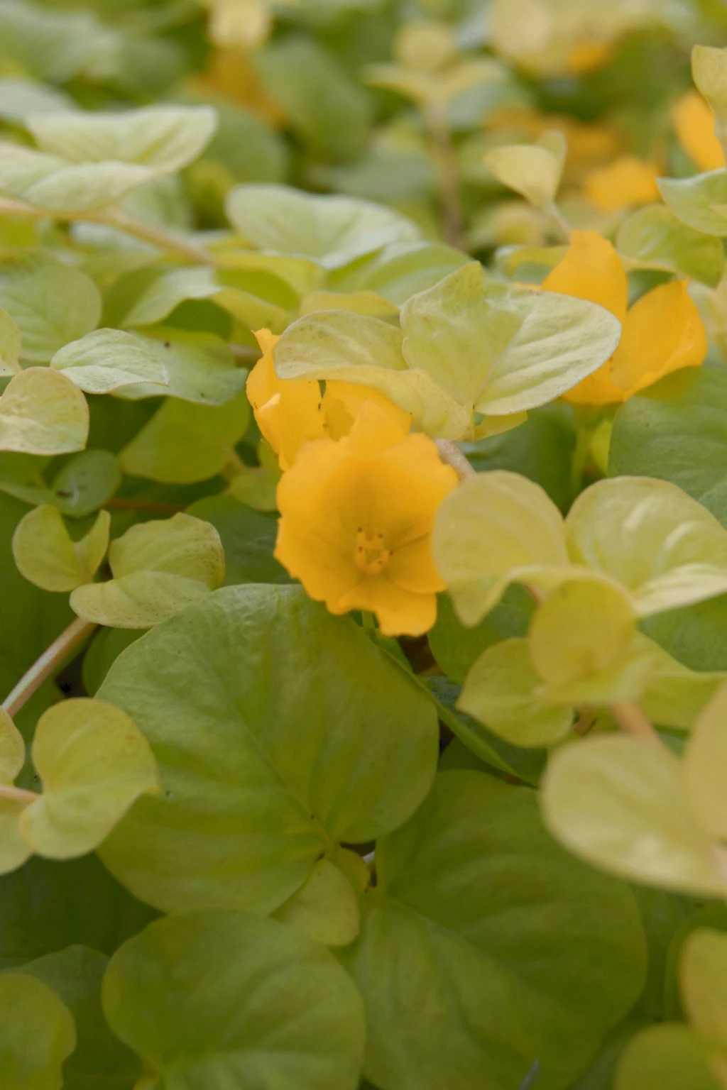 Gelbes Pfennigkraut / Lysimachia Nummularia Aurea Im 9x9 Cm Topf 3 Gelbes Pfennigkraut / Lysimachia Nummularia Aurea Im 9x9 Cm Topf