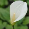 Afrikanische Calla / Zantedeschia Aethiopica Im 11x11 Cm Topf -Pflanzen Serien Rabatt GT183021BA 1 1