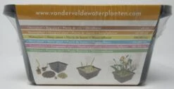 Anzucht-Set Zwergrohrkolben / Typha Minima -Pflanzen Serien Rabatt GT2000wf 1 3