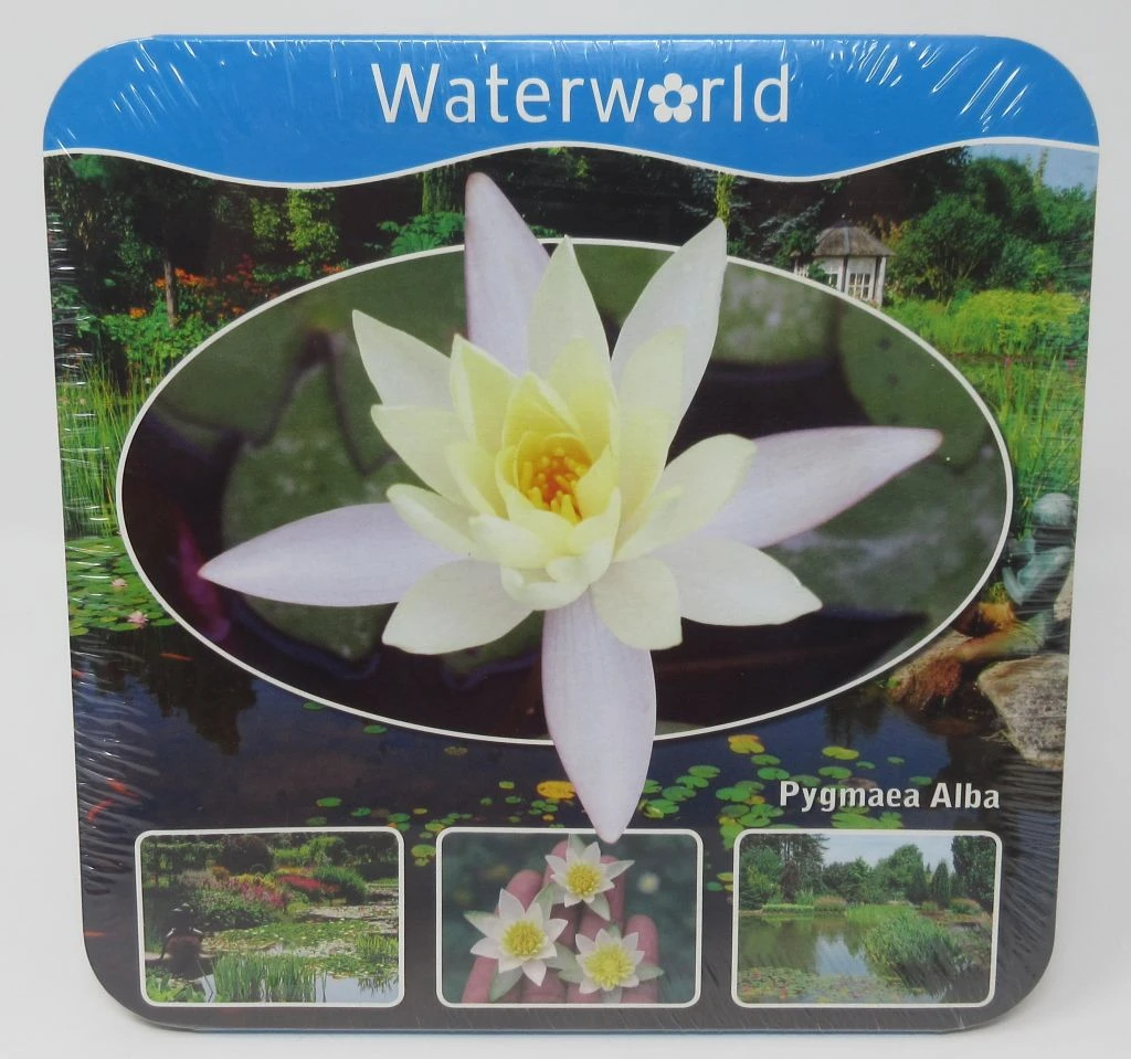 Anzucht-Set Weiße Zwerg-Seerose / Nymphaea Pygmaea Alba (tetragona) Miniseerose 3 Anzucht-Set Weiße Zwerg-Seerose / Nymphaea Pygmaea Alba (tetragona) Miniseerose