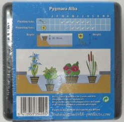 Anzucht-Set Weiße Zwerg-Seerose / Nymphaea Pygmaea Alba (tetragona) Miniseerose 7 Anzucht-Set Weiße Zwerg-Seerose / Nymphaea Pygmaea Alba (tetragona) Miniseerose -Pflanzen Serien Rabatt GT2010wf 1 3