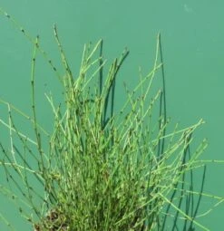 Zwergschachtelhalm / Equisetum Scirpoides Im 9x9 Cm Topf