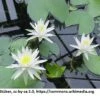 Weiße Wohlriechende Seerose / Nymphaea Odorata Im 11x11 Cm Topf 1 Weiße Wohlriechende Seerose / Nymphaea Odorata Im 11x11 Cm Topf -Pflanzen Serien Rabatt GT2800Wo 1 2
