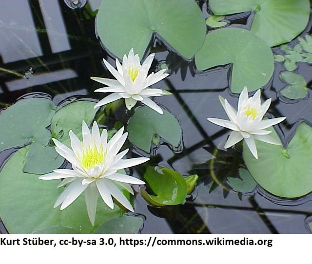 Weiße Wohlriechende Seerose / Nymphaea Odorata Im 11x11 Cm Topf 3 Weiße Wohlriechende Seerose / Nymphaea Odorata Im 11x11 Cm Topf