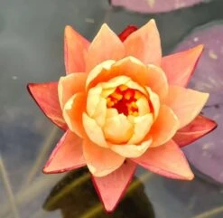 Zweifarbige Seerose / Nymphaea "Wanvisa" *Rarität* -Pflanzen Serien Rabatt GT3000wf 1 2