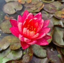 Zweifarbige Seerose / Nymphaea "Wanvisa" *Rarität* -Pflanzen Serien Rabatt GT3000wf 1 3