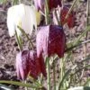 Samen Schachbrettblume / Fritillaria Meleagris - Samen Für Ca. 50 Pflanzen -Pflanzen Serien Rabatt GT37PP 1 1 1