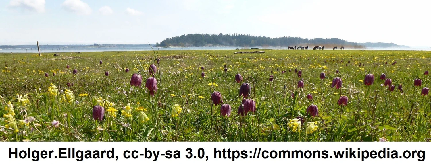 Samen Schachbrettblume / Fritillaria Meleagris - Samen Für Ca. 50 Pflanzen 4 Samen Schachbrettblume / Fritillaria Meleagris - Samen Für Ca. 50 Pflanzen – Bild 2