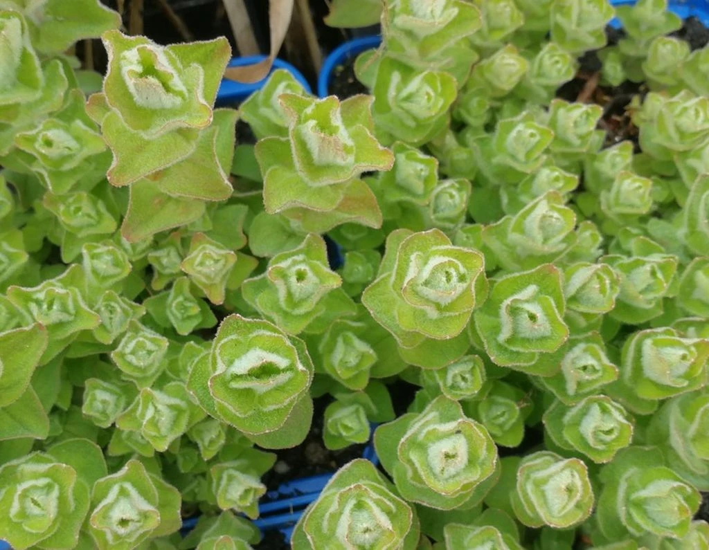 Sumpf-Johanniskraut - Sumpf-Hartheu, Gelb / Hypericum Elodes Im 9x9 Cm Topf 3 Sumpf-Johanniskraut - Sumpf-Hartheu, Gelb / Hypericum Elodes Im 9x9 Cm Topf