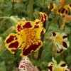 Getigerte Gauklerblume / Mimulus Tigrinus - Gelb-rot Gefleckt Im 9x9 Cm Topf 1 Getigerte Gauklerblume / Mimulus Tigrinus - Gelb-rot Gefleckt Im 9x9 Cm Topf -Pflanzen Serien Rabatt GT700Wo 1 1