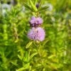 Blaue Englische Wasserminze / Mentha (Preslia) Cervina Im 9x9 Cm Topf -Pflanzen Serien Rabatt GT940Wo 1 1
