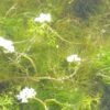 Wasser-Hahnenfuß, Weiß / Ranunculus Aquatilis Im 9x9 Cm Topf -Pflanzen Serien Rabatt GT990Wo 1