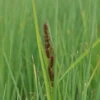 Hirse Segge / Carex Panicea Im 9x9 Cm Topf 1 Hirse Segge / Carex Panicea Im 9x9 Cm Topf -Pflanzen Serien Rabatt GTA 083BA 1 1