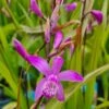 Winterharte Gartenorchidee - Japanorchidee / Bletilla Striata -Pflanzen Serien Rabatt GTC 002BA 1 1