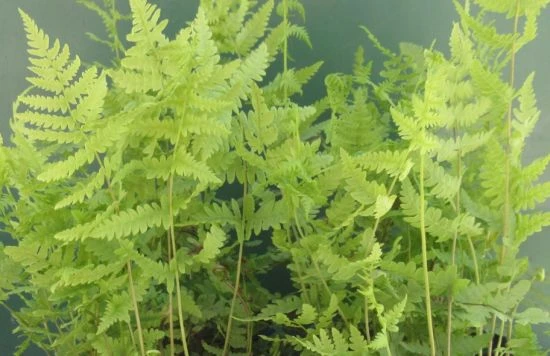 Sumpf-Lappenfarn / Thelypteris Palustris Im 9x9 Cm Topf 3 Sumpf-Lappenfarn / Thelypteris Palustris Im 9x9 Cm Topf