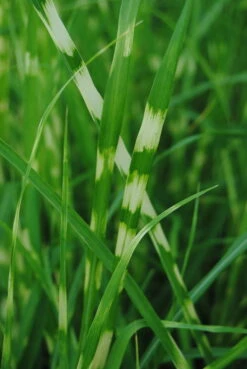 Zebraschilf / Miscanthus Sinensis "Zebrinus" Im 9x9 Cm Topf