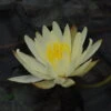 Kariengelbe Seerose / Nymphaea "Sulphurea" Im 11x11 Cm Topf -Pflanzen Serien Rabatt GTF 015BA 1 1