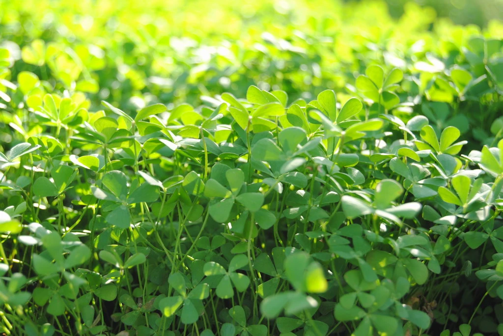 Wasserklee / Marsilea Vestita Im 11x11 Cm Topf