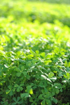 Pflanzen Serien Rabatt -Pflanzen Serien Rabatt GTU 013BA 1 2