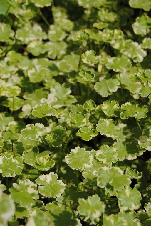 Gestreifter Wassernabel / Hydrocotyle "Crystal Confetti" Im 11x11 Cm Topf 3 Gestreifter Wassernabel / Hydrocotyle "Crystal Confetti" Im 11x11 Cm Topf