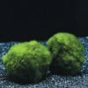 Mooskugel Größe XL 5-7 Cm / Aegagropila Linnaei - Marimo Moos Ball