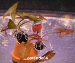 Grüner Tigerlotus Knolle+Trieb / Nymphaea Lotus Var. Viridis 7 Grüner Tigerlotus Knolle+Trieb / Nymphaea Lotus Var. Viridis -Pflanzen Serien Rabatt KG100PP 1 2