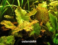 Grüner Tigerlotus Knolle+Trieb / Nymphaea Lotus Var. Viridis 8 Grüner Tigerlotus Knolle+Trieb / Nymphaea Lotus Var. Viridis -Pflanzen Serien Rabatt KG100PP 1 3