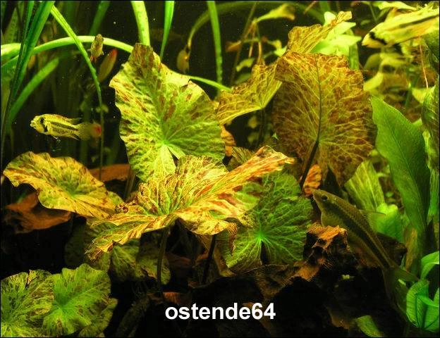 Grüner Tigerlotus Knolle+Trieb / Nymphaea Lotus Var. Viridis 5 Grüner Tigerlotus Knolle+Trieb / Nymphaea Lotus Var. Viridis – Bild 3