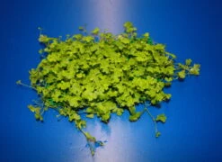 Hydrocotyle Cf. Tripartita Auf Matte Ca. 130 X 100 Mm -Pflanzen Serien Rabatt M595BL 1 3