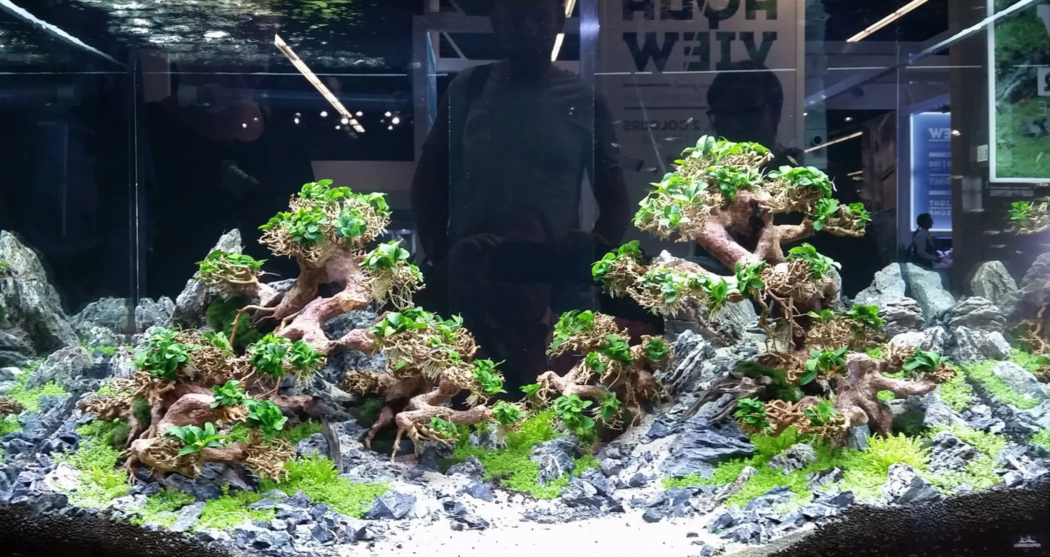 Aqua-Bonsai Wurzel Large - Aquascaping Drachenbaum Traumwurzel Groß 4 Aqua-Bonsai Wurzel Large - Aquascaping Drachenbaum Traumwurzel Groß – Bild 2