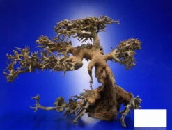 Aqua-Bonsai Wurzel Medium - Aquascaping Drachenbaum Traumwurzel Mittel -Pflanzen Serien Rabatt PH065 AO 1 6 3