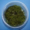 XL In-Vitro Kriechsternmoos / Plagiomnium Affine Im Moos XL-Cup -Pflanzen Serien Rabatt P DZ 1