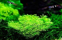 In-Vitro Kleines Teichlebermoos / Riccia Fluitans, Moos -Pflanzen Serien Rabatt R DZ 1 2