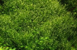 In-Vitro Kleines Teichlebermoos / Riccia Fluitans, Moos -Pflanzen Serien Rabatt R DZ 1 3