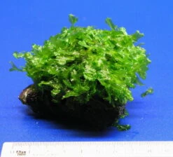 Großes Teichlebermoos Auf Lavastein / Monosolenium Tenerum, Moos -Pflanzen Serien Rabatt S002CT 1 3