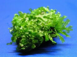 Großes Teichlebermoos Auf Lavastein / Monosolenium Tenerum, Moos -Pflanzen Serien Rabatt S002CT 1 4