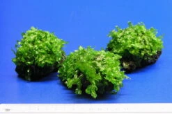 Großes Teichlebermoos Auf Lavastein / Monosolenium Tenerum, Moos -Pflanzen Serien Rabatt S002CT 1 5