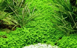 50 Wasserpflanzen, 5 Bunde Und 3 Topfpflanzen Für Ein 60 Liter Aquarium -Pflanzen Serien Rabatt S050 1 11 1