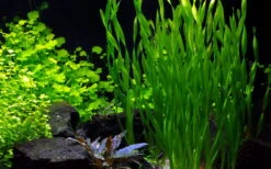 50 Wasserpflanzen, 5 Bunde Und 3 Topfpflanzen Für Ein 60 Liter Aquarium -Pflanzen Serien Rabatt S050 1 15 1
