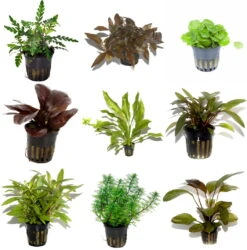 50 Wasserpflanzen, 5 Bunde Und 3 Topfpflanzen Für Ein 60 Liter Aquarium -Pflanzen Serien Rabatt S050 1 4 1