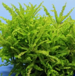 Kleiner Stern 'Daonoi' / Pogostemon Helferi Auf Lavastein - Gr. M -Pflanzen Serien Rabatt S053HT 1 2